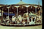 le giostre in prato 8 anni 50 (Piero Melloni)